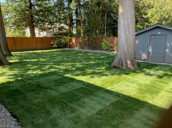 Freshly installed sod lawn