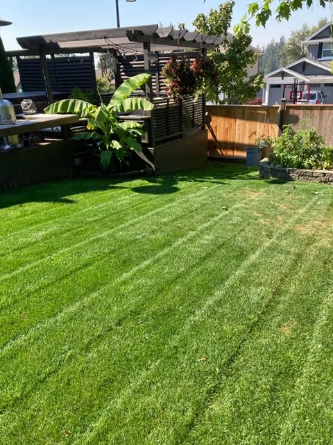 Green lawn with mowed stripe pattern